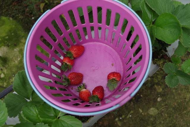 かごの中に持って帰る量のいちごを入れていく