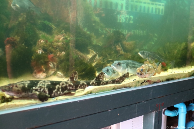 メルカド・セントラルの魚介類売場の水槽