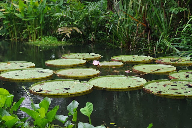 オオオニバスが浮かぶトロピカル・スパイス・ガーデンの池