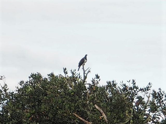 モツイへ島に住むたくさんの鳥たち