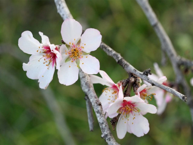 桜みたいなアーモンドの花　　　写真Wikipediaより