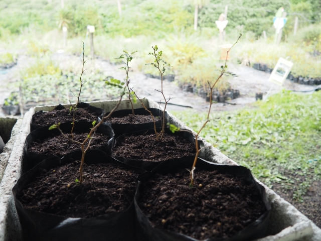 植林できる大きさまで育てます