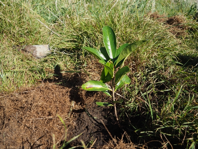 一本一本、丁寧に植樹していきます