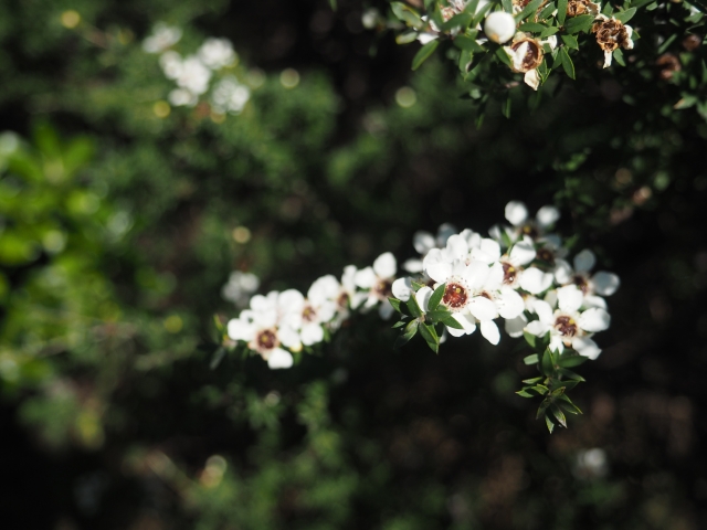 咲き誇る白いマヌカの花