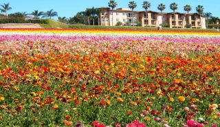 カリフォルニアのお花畑！一面に広がる広大な花畑と青い水平線に 