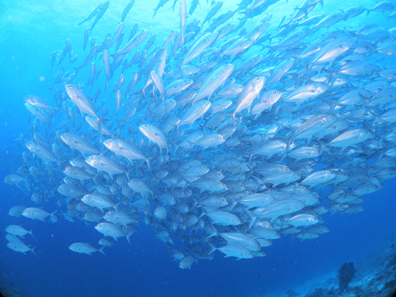 魚群がすごい！