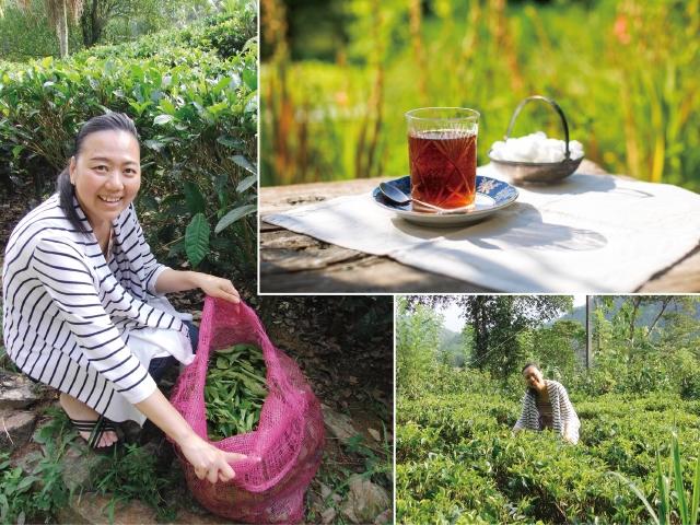 スリランカ紅茶セミナー